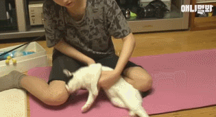 어떤 고양이의 아주 특별한 집사 마중.gif | 인스티즈