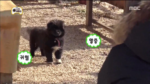 누가 뭐래도 이 구역의 주인은 댕댕이 | 인스티즈