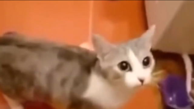 목욕 중 집사가 빠졌다고 착각한 고양이 필사적 구출 | 인스티즈