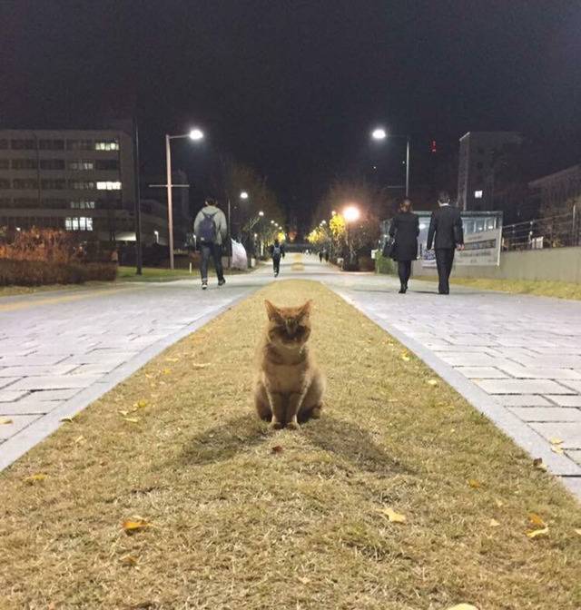 연세대학교의 고양이들 | 인스티즈