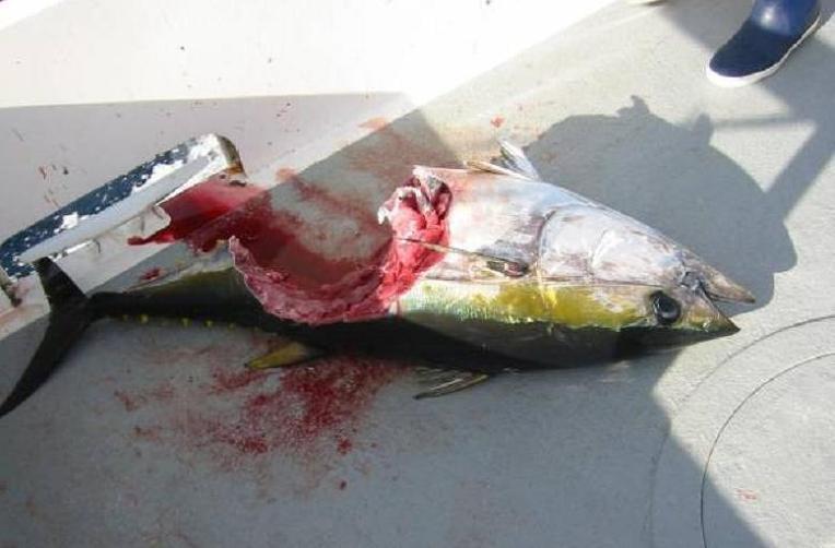 바다 가면 흔하게 볼 수 있는 한 덩치 하는 것들 | 인스티즈