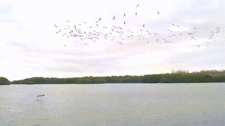 길들인 매의 위엄 gif | 인스티즈
