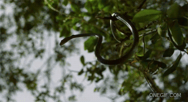 날아다니는 뱀 | 인스티즈