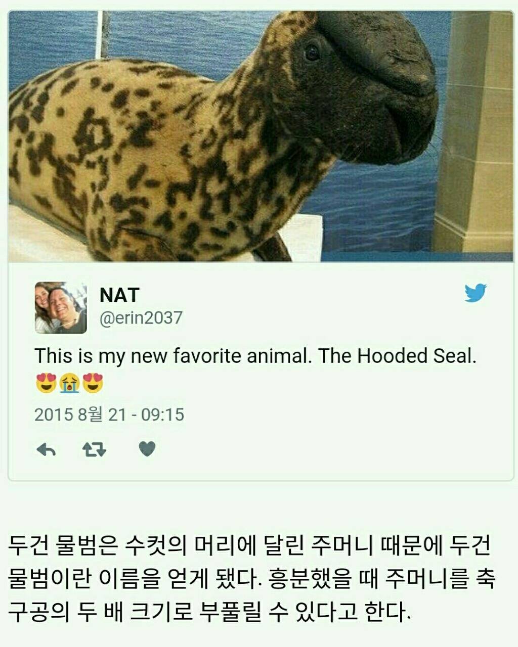 멸종위기에 놓인 귀여운 동물 10가지 | 인스티즈