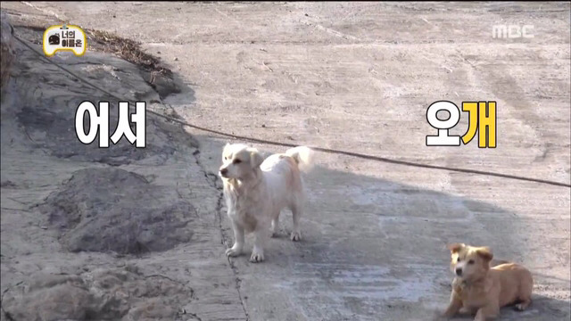 누가 뭐래도 이 구역의 주인은 댕댕이 | 인스티즈