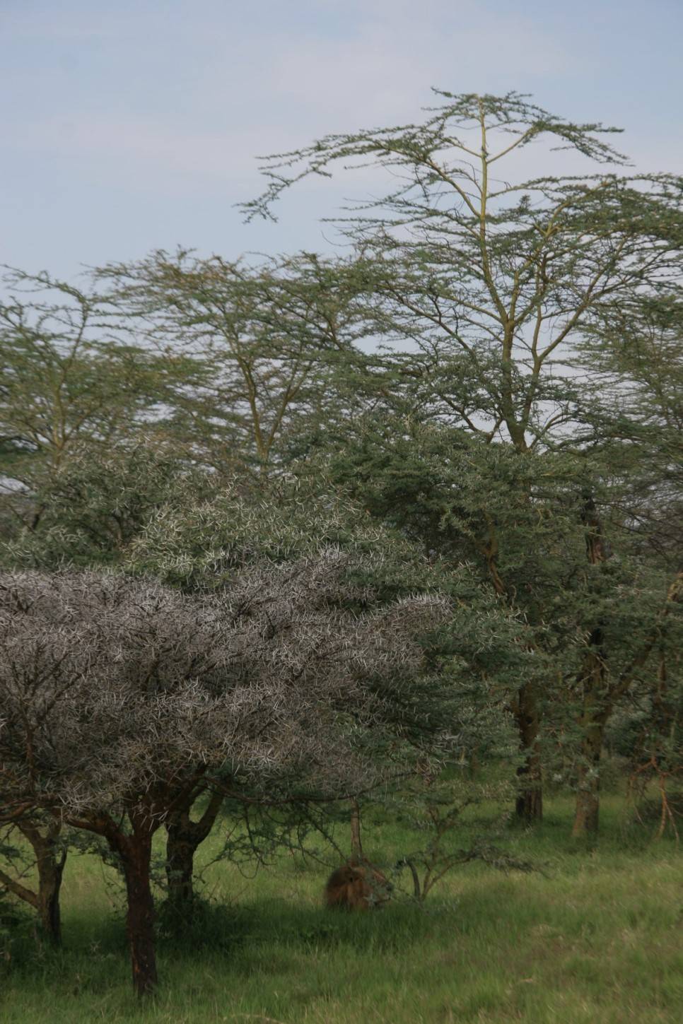 유럽여행보다 더 비싸다는 아프리카 여행 | 인스티즈