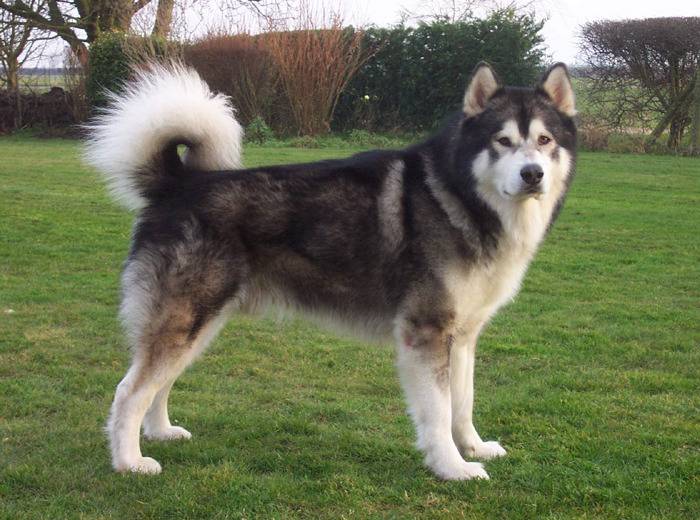 견종 이야기 - 시베리안 허스키 | 인스티즈