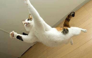 귀여운 동물 칭구칭구들 | 인스티즈