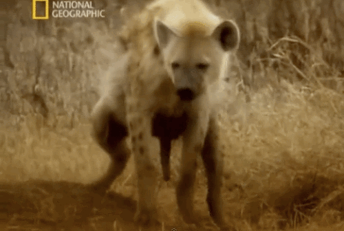 뱀...가시 두더지...하이에나 ..기린.....다람쥐...꼬추 | 인스티즈
