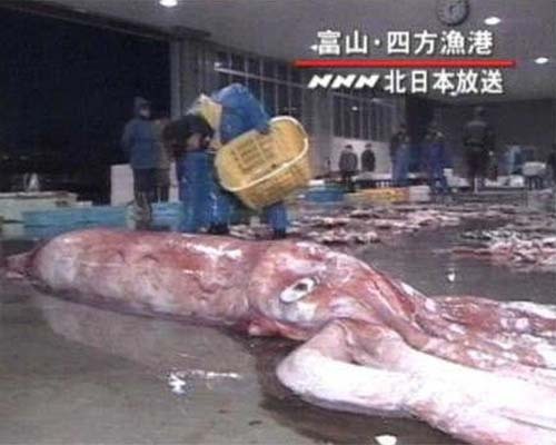 바다 가면 흔하게 볼 수 있는 한 덩치 하는 것들 | 인스티즈