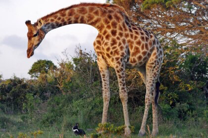 아프리카에서 우연히 찍힌 기린과 토끼 | 인스티즈