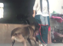 강아지 폭행녀.gif | 인스티즈