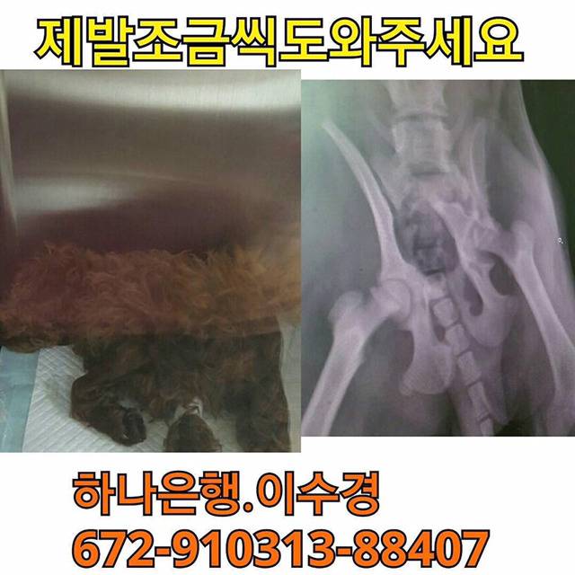 극심한 학대로 인해 골반뼈가 으스러진 다솜이를 도와주세요... | 인스티즈