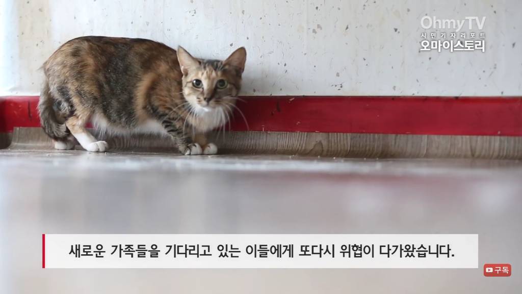 마산 애니멀 호더에게서 구조한 50여마리의 고양이들에게 손길을 내밀어주세요! 곧 쉼터가 폐쇄되어 아이들이 갈 곳이 없습니다 | 인스티즈