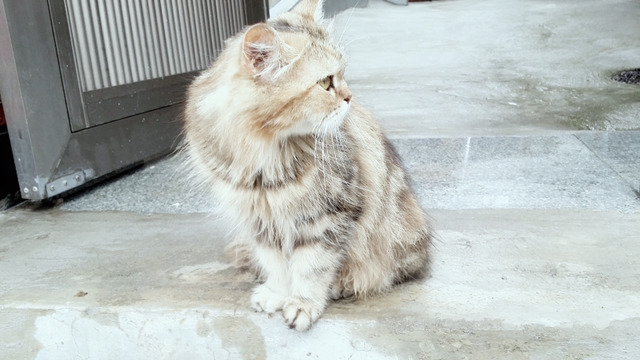 냥냥이 짱덕 배틀 : 당신의 취향은? | 인스티즈