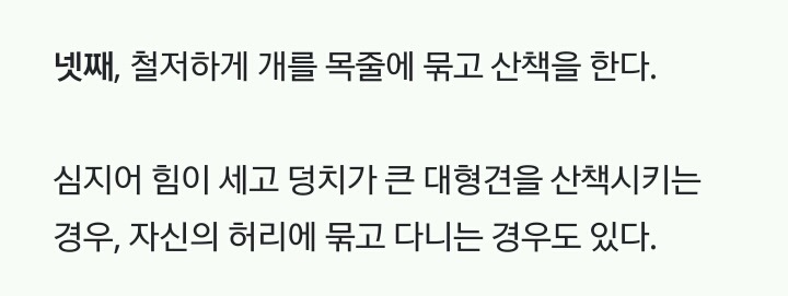 미국인들의 개 산책 문화 | 인스티즈