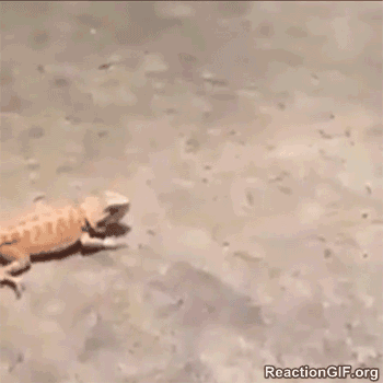 도망치는 도마뱀.gif | 인스티즈