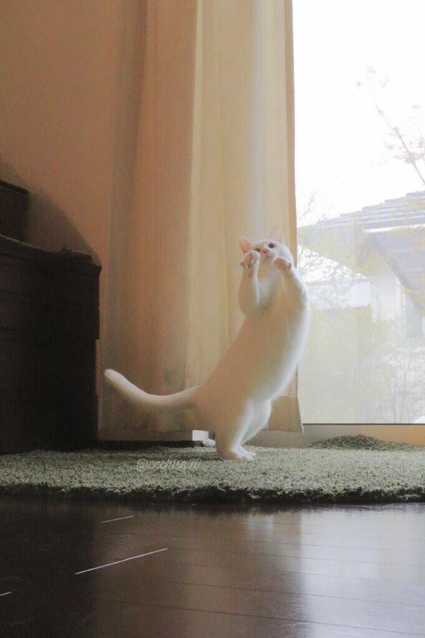 고양이 권법 | 인스티즈