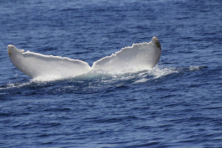 호주 퀸즐랜드에서 발견된 알비노 혹등고래 미갈루 | 인스티즈