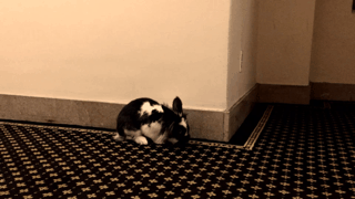 [토끼] 토끼.gif (데이터 주의) | 인스티즈