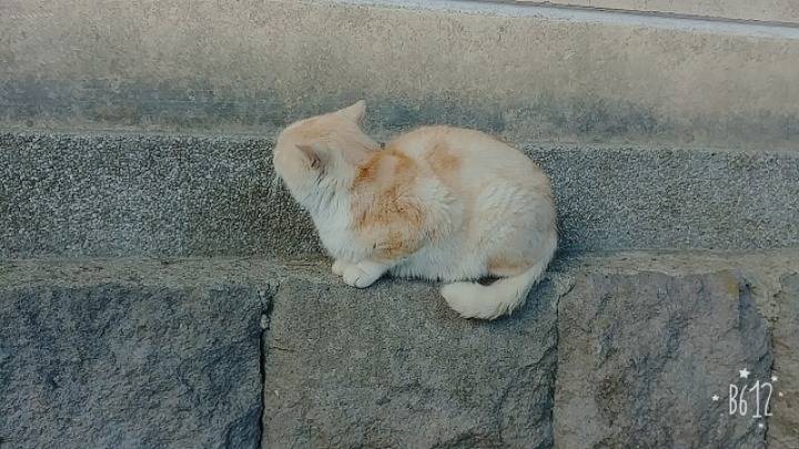 뚱냥이 | 인스티즈