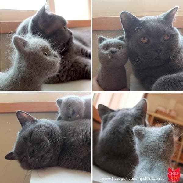 고양이 털로 만든 고양이 | 인스티즈