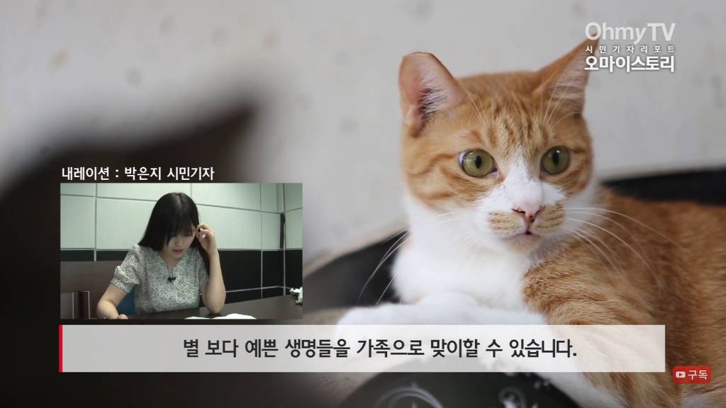 마산 애니멀 호더에게서 구조한 50여마리의 고양이들에게 손길을 내밀어주세요! 곧 쉼터가 폐쇄되어 아이들이 갈 곳이 없습니다 | 인스티즈