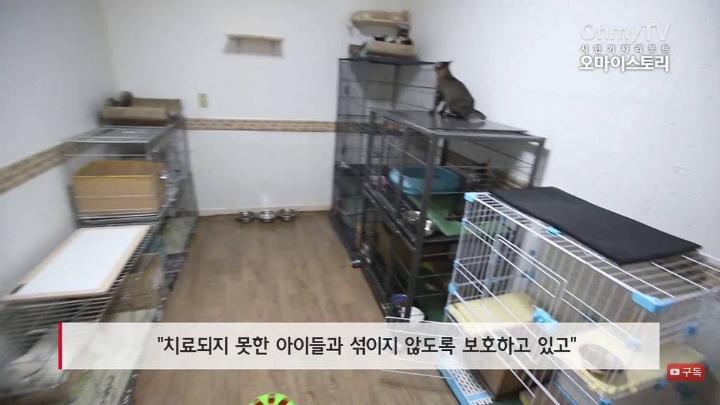 마산 애니멀 호더에게서 구조한 50여마리의 고양이들에게 손길을 내밀어주세요! 곧 쉼터가 폐쇄되어 아이들이 갈 곳이 없습니다 | 인스티즈