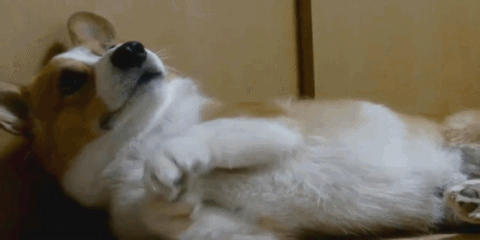 웰시코기가 생각보다 파양을 많이 당하는 이유.twt | 인스티즈