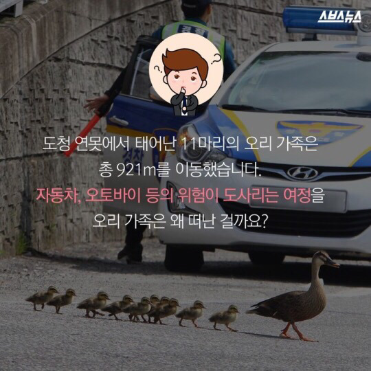 도로를 건너 긴 여정을 떠나는 아기오리와 엄마오리 가족 (심장 폭행) .jpg | 인스티즈