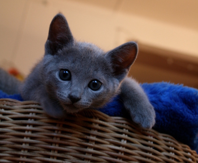 순딩이가 많고 러블리하게 생긴 고양이 러시안 블루.jpgif (줄여서도 러블인것) | 인스티즈