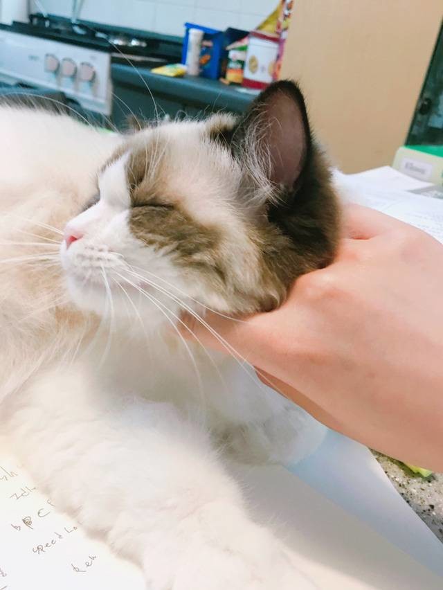 고양이의 만지면 안되는곳.jpg | 인스티즈