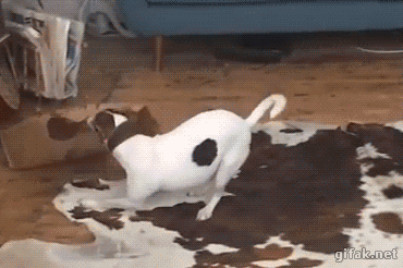 강제 철거에 저항하는 고양이.gif | 인스티즈