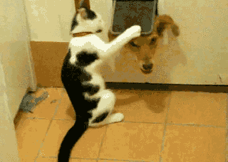 냥아치랑 댕댕이.gif | 인스티즈