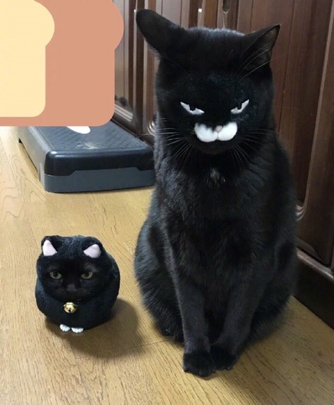 고양이 얼굴변환 | 인스티즈