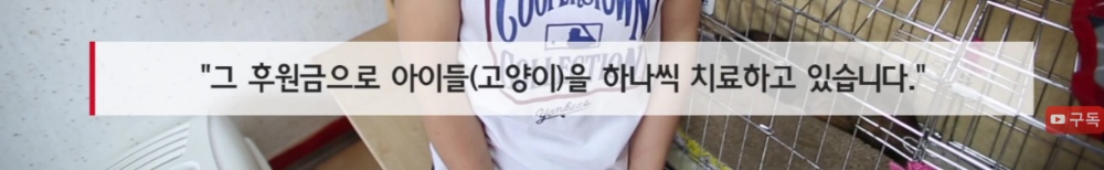 마산 애니멀 호더에게서 구조한 50여마리의 고양이들에게 손길을 내밀어주세요! 곧 쉼터가 폐쇄되어 아이들이 갈 곳이 없습니다 | 인스티즈