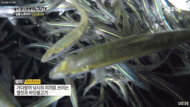 인도네시아의 참치 잡이 | 인스티즈