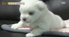 아니.. 음식물 쓰레기통에서 강아지 우는 소리가 나는거에요;.gif | 인스티즈