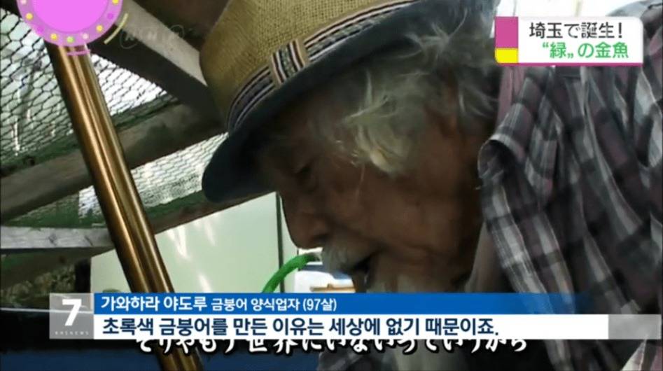 일본 금붕어 양식업자 녹색금붕어 만드는데 성공 | 인스티즈