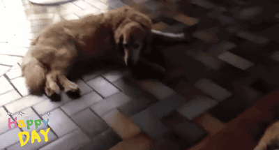 냥아치랑 댕댕이.gif | 인스티즈