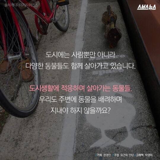 도로를 건너 긴 여정을 떠나는 아기오리와 엄마오리 가족 (심장 폭행) .jpg | 인스티즈