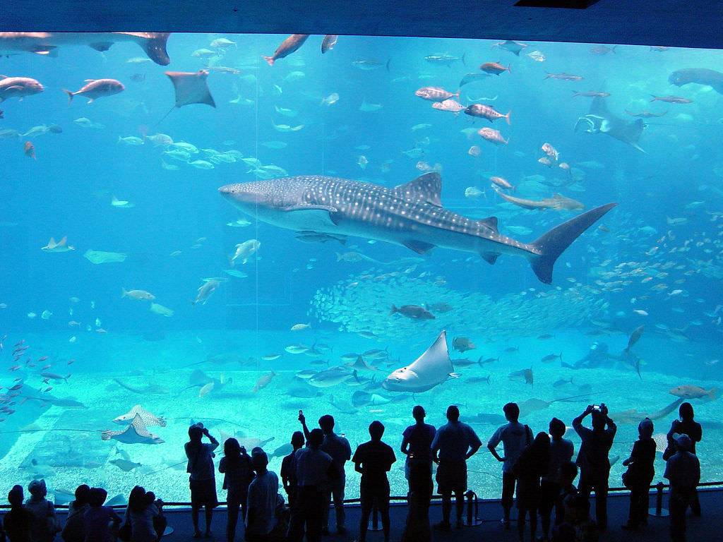 전세계 수족관에 백상아리가 없는 이유.jpgif | 인스티즈