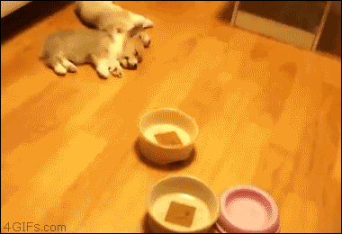 개랑 고양이 | 인스티즈