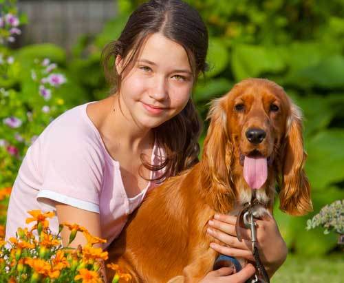 견종 이야기 - 잉글리시 코카 스파니엘 | 인스티즈