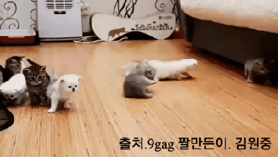 [동물칭구칭구] 아기 고양이들 일렬로 정렬하기 도전 | 인스티즈