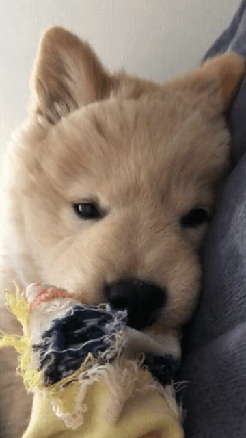 [대화가필요한개냥] 나인뮤지스 경리와 사랑스러운 반려견 시로.jpg | 인스티즈