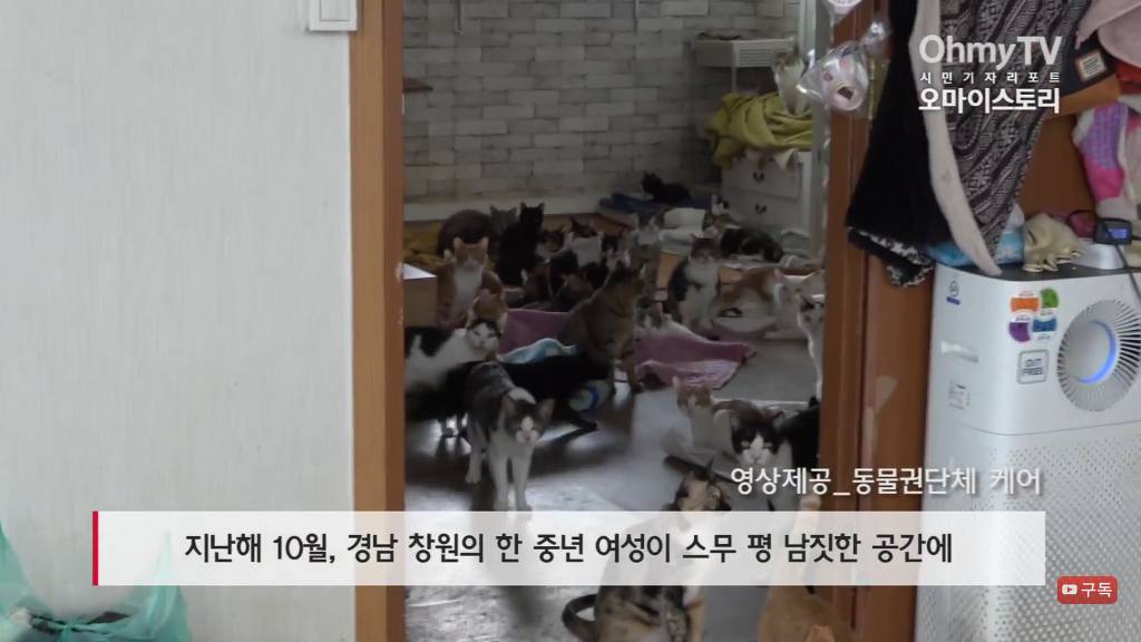 마산 애니멀 호더에게서 구조한 50여마리의 고양이들에게 손길을 내밀어주세요! 곧 쉼터가 폐쇄되어 아이들이 갈 곳이 없습니다 | 인스티즈