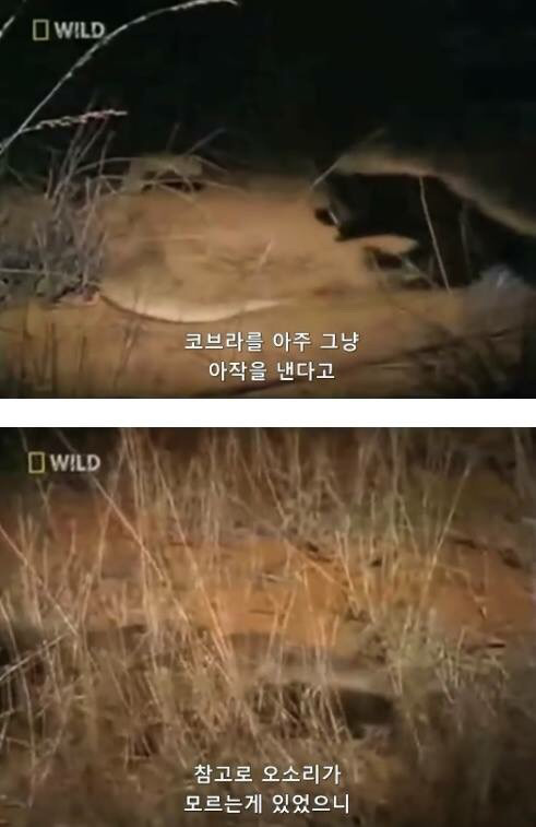 벌꿀오소리는 x도 신경 안쓴다구 | 인스티즈