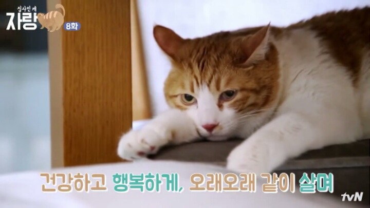 이과가 또... (ft.고양이와 말을 할 수 있다면?) | 인스티즈