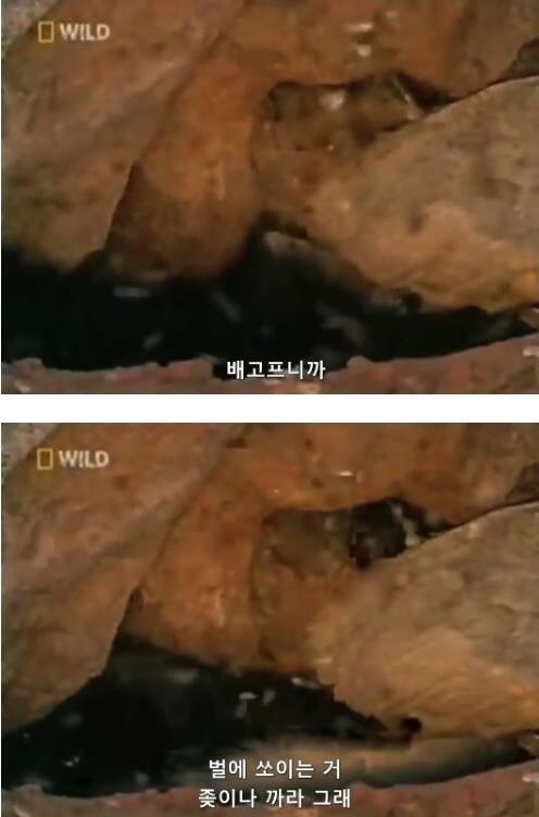 벌꿀오소리는 x도 신경 안쓴다구 | 인스티즈